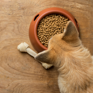 Dog eating from a food bowl | Serenegy Dog Treat's Blog on Food Allergies